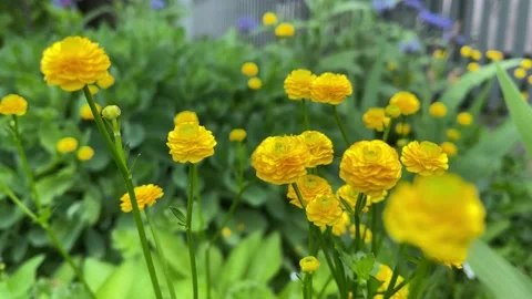 Yellow buttercups flowers. Bright yellow blooming spring flower. Closeup. Video stock 160035053