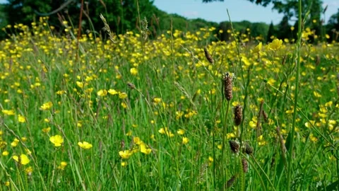 Yellow buttercups Stock Footage 314059119