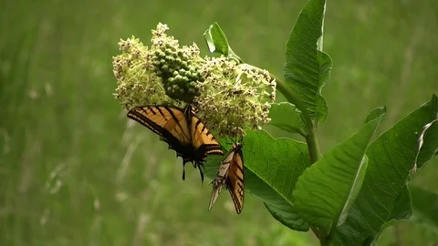 Yellow butterflies 01 Stock Footage 80663614