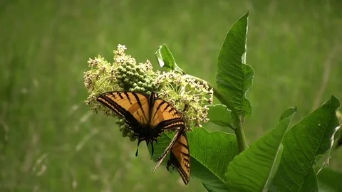 Yellow butterflies 02 Stock Footage 80663745