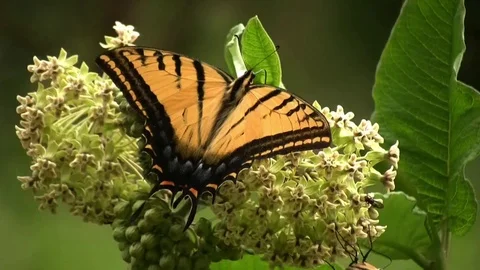 Yellow butterflies 03 Stock Footage 80664142