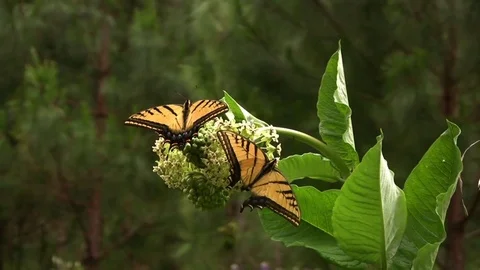 Yellow butterflies 04 Stock Footage 80663744