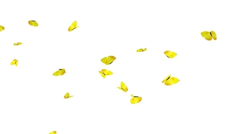 Yellow butterflies animation. Stock Footage 151347925