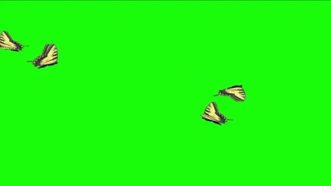 Yellow Butterflies Flying Motion Loop Green Screen Chroma Key Stock Footage 341262680