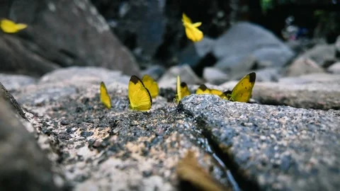 Yellow butterflies 動画素材 274834118