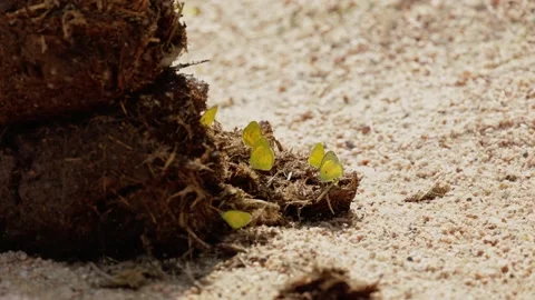 Yellow butterflies gathering on elephant dung Vídeo Stock 274050620