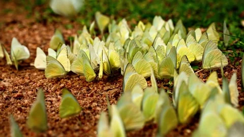 Yellow butterflies gathering on ground with subtle motion Stock Footage 340757692