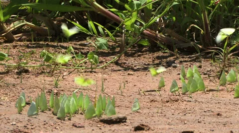 Yellow butterflies on migration Video stock 29622722