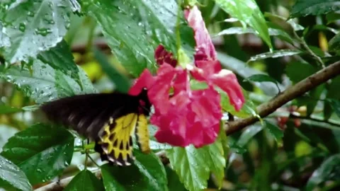 Yellow Butterfly 4K Stock Footage 169744511