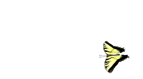 Yellow Butterfly + alpha Stock Footage 1848657