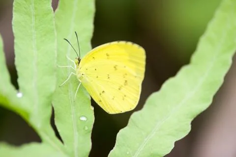 Yellow butterfly called Eurema hecabe Stock Photos