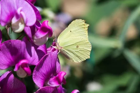 Yellow butterfly closeup Stock Photos