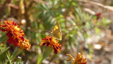 Yellow butterfly Colias hovering over marigold as freedom metaphor Video stock 342401456