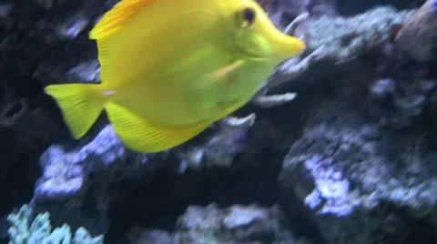 Yellow Butterfly fish 스톡 동영상 56319491