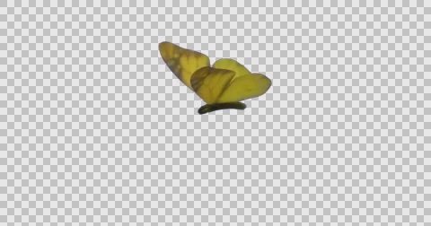 Yellow butterfly flapping wings gracefully in slow motion flexing movements Stock Footage 65418632
