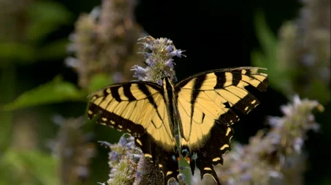 Yellow Butterfly Flaps its Wings in Super Slow Motion Stock-Footage 40480150