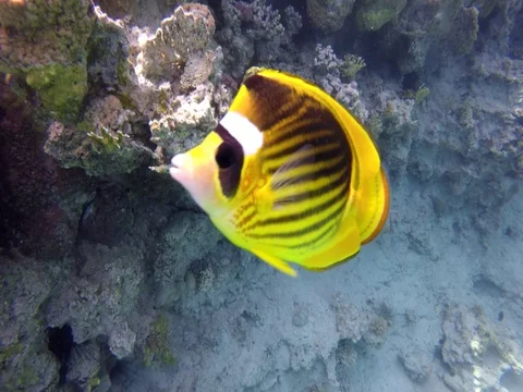 Yellow butterfly floats on business Video stock 72774953