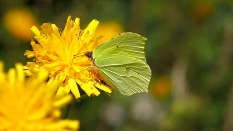 Yellow Butterfly on a Flower Stock Footage 102744717