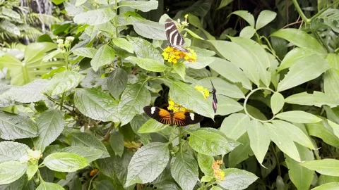 Yellow butterfly on the flower Stock Footage 158062537