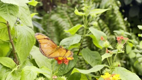 Yellow butterfly on the flower Stock Footage 158062553
