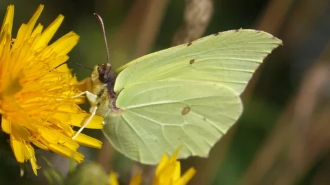 Yellow Butterfly on a Flower; Side View Stock Footage 103286428