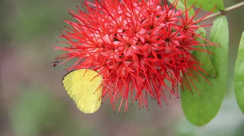 Yellow Butterfly On The Flowers Drinking Video stock 65817694