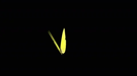 A Yellow butterfly flying in front view Video stock 44285088