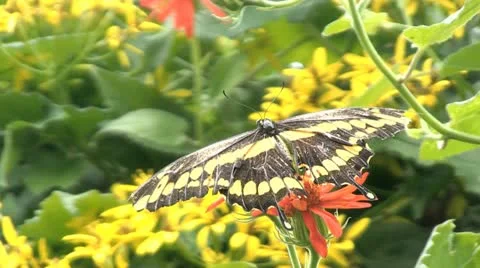 Yellow butterfly Stock Footage 10866528