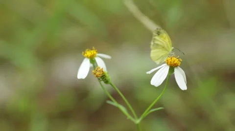 Yellow butterfly Stock Footage 35968309
