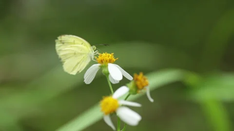 Yellow butterfly Stock Footage 35969880
