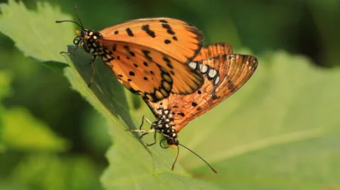 Yellow butterfly Stock Footage 39089410