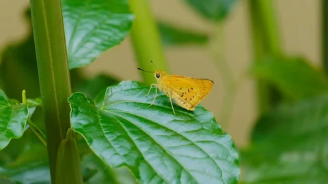 Yellow butterfly Stock-Footage 127677269
