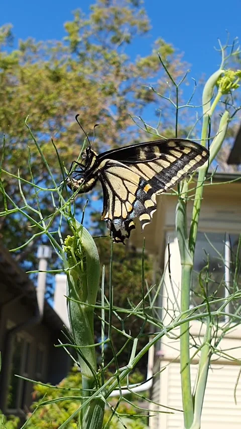 Yellow butterfly Stock Footage 148128042