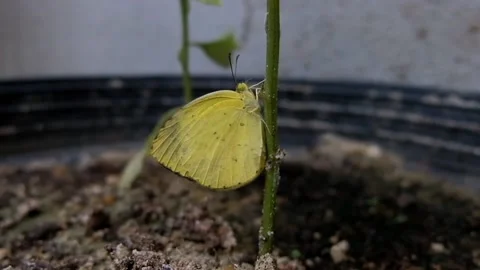 Yellow butterfly  Stock Footage 167738733