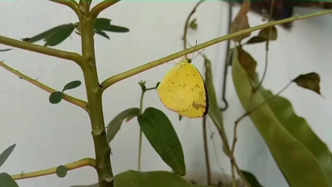 Yellow butterfly Stock Footage 168571488
