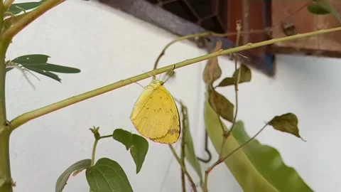 Yellow butterfly Stock Footage 168571492