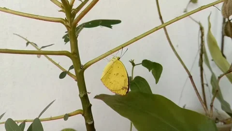 Yellow butterfly Stock Footage 168571499