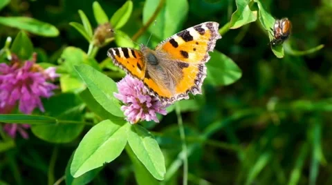 Yellow Butterfly Stock Footage 211685843