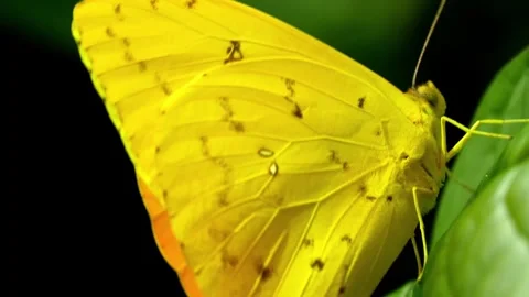 Yellow Butterfly on Green Leaf. Stock Footage 307264452