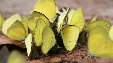 Yellow butterfly on the ground Stock Footage 42542862