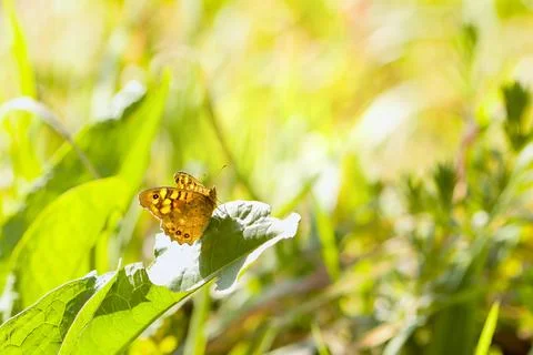 Yellow butterfly on leaf Stock Photos