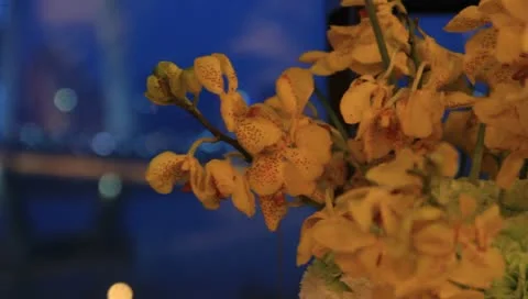Yellow butterfly orchids, roll motion of the lens, the hotel scene 스톡 동영상 10793583