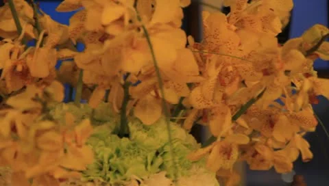 Yellow butterfly orchids, roll motion of the lens, the hotel scene 스톡 동영상 10793613