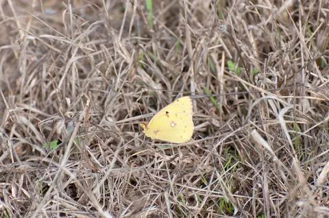 Yellow butterfly Stock Photos