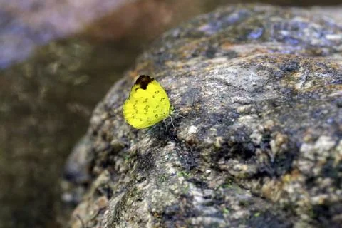 Yellow butterfly. Stock Photos