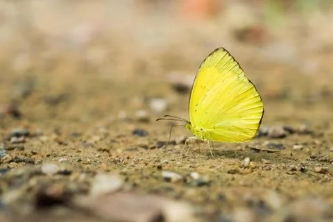 Yellow butterfly Stock Photos
