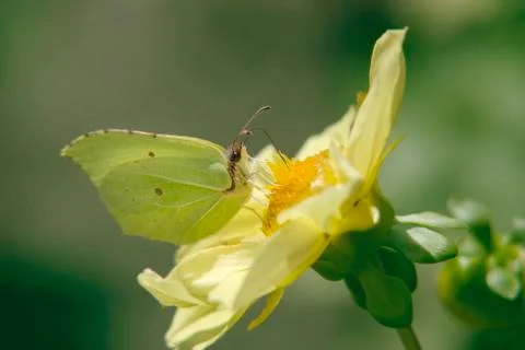 Yellow butterfly Stock Photos