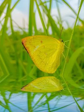 The Yellow Butterfly Fotos Stock
