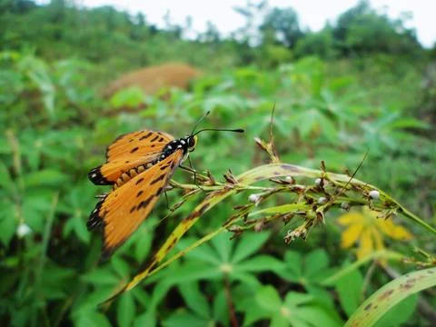 Yellow Butterfly Stock Photos