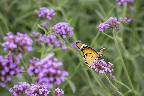 Yellow butterfly on a purple verbena blurred background Stock Photos